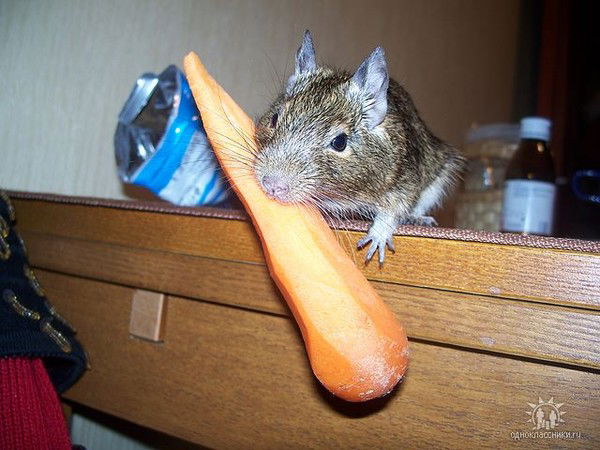 Наталья Никифорова