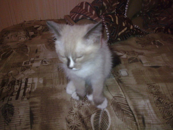 Иван Черухин