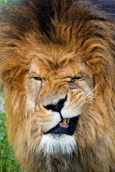 Амир Бедретдинов