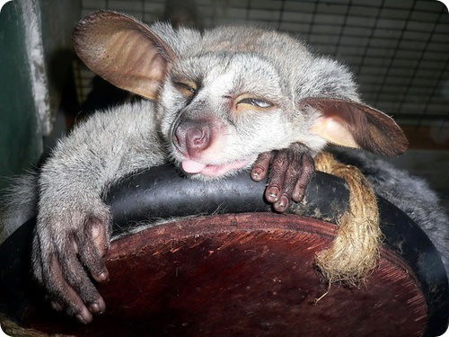 Дмитрий Селиванов