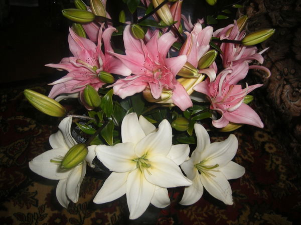 Людмила Ионова