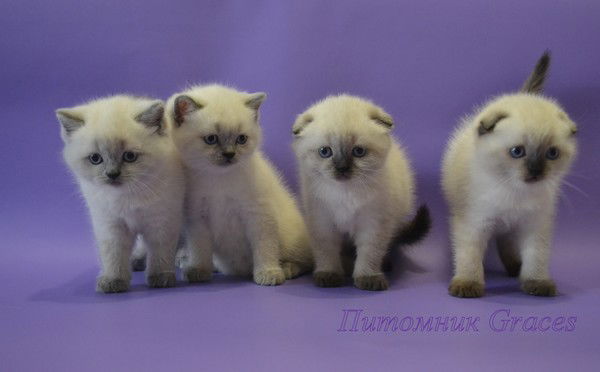 Питомник Кошекgraces