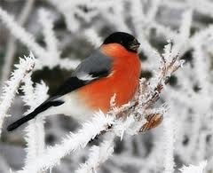 Света Чуркина