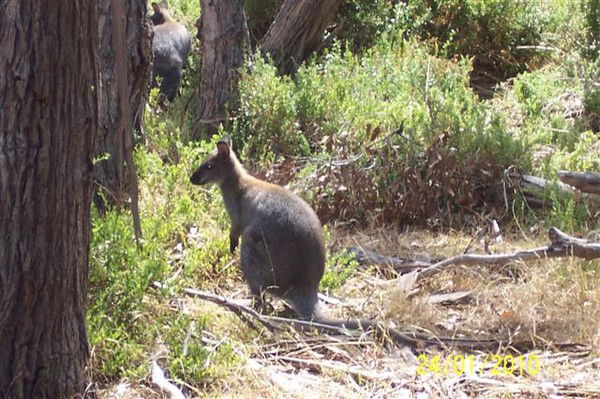 Татьяна Молева