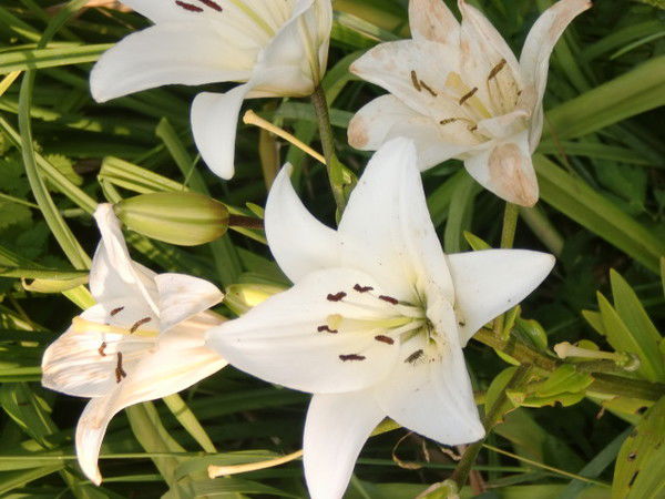 Мария Мария