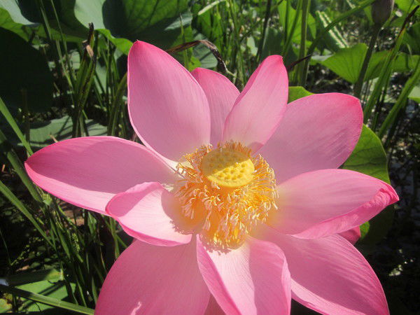 Елена Бондарева