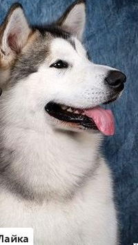 Рима Тоница