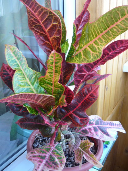 Марина Атопшева