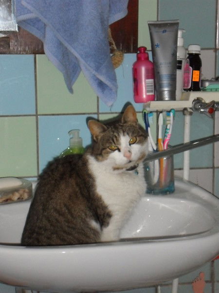 Барсик Бурсивович