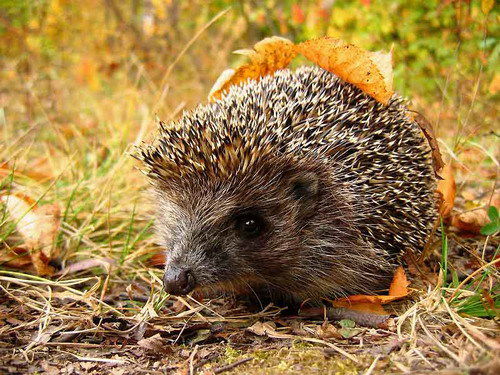 Наталья Павлова