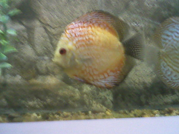 Тимур Ермахан