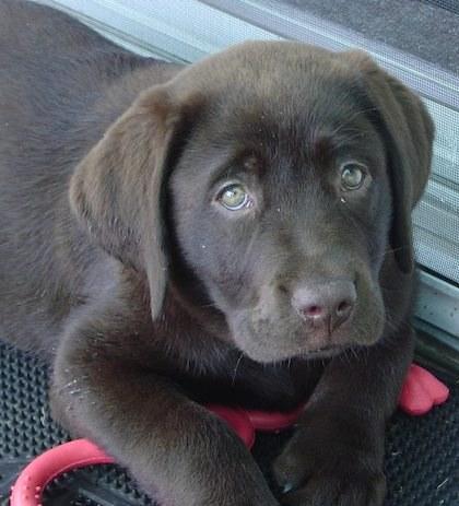 Алексей Гречанин