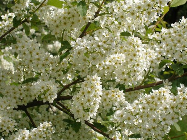 Олеся Шевнина