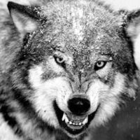 Заур Жадыгерович