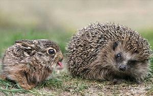 Андрей Федотов