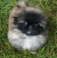 Ирина Орлова