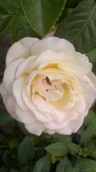 Олеся Павлова