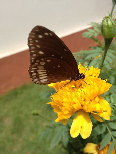 Елена Машковец