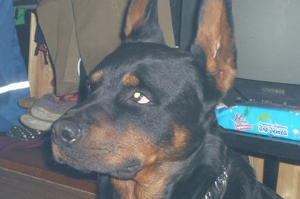 Светлана Щеглова