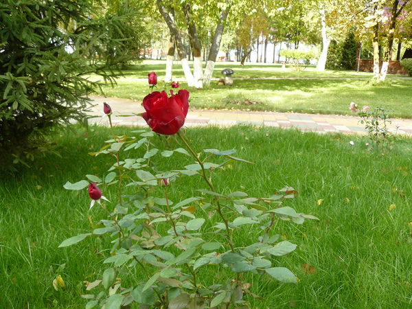 Юлия Новокшанова