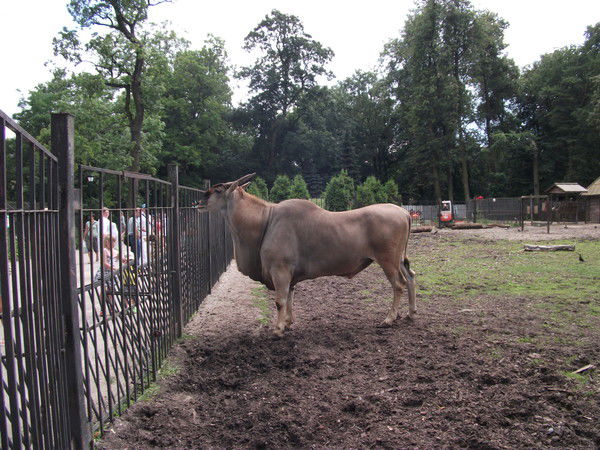 Ирина Салягина