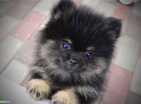 Ŀē®Øҹkǻ Ќøśӎøś