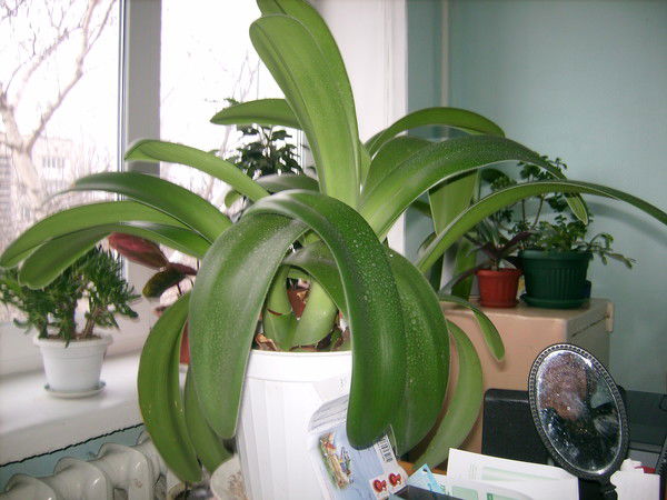 Иван Паличук