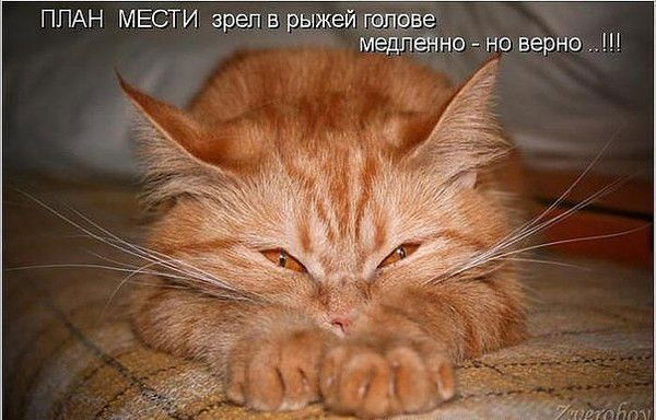 Кошка Кошка