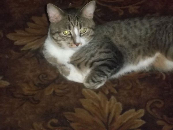 Александр Шалаев