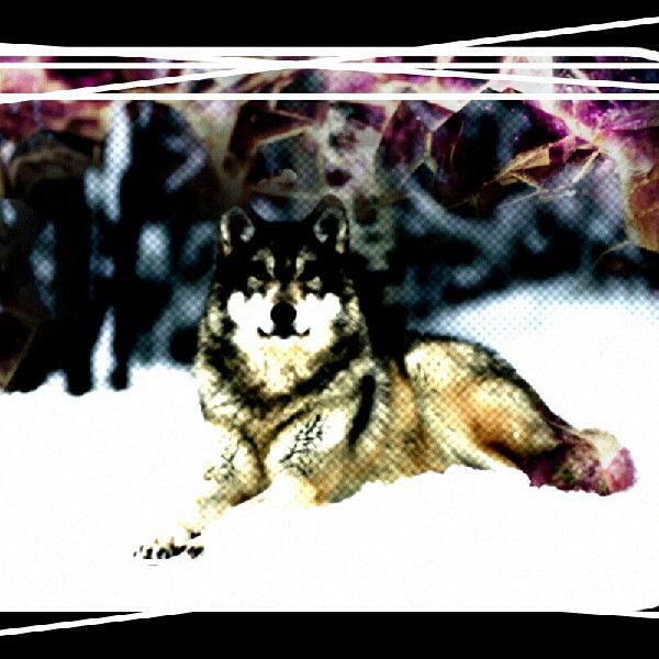 Вероника Таранина