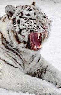 Бексултан Кенжеахмет