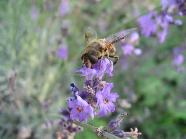 Елена Фомина