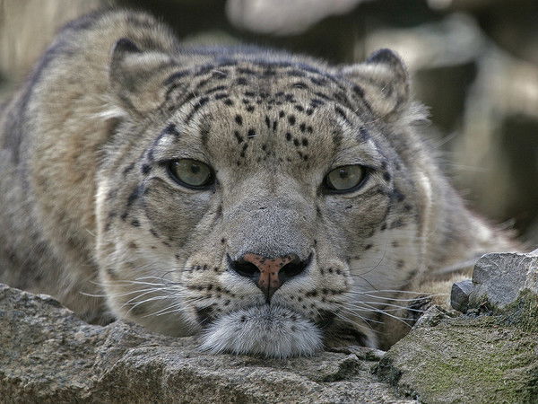 Сергей Симонов