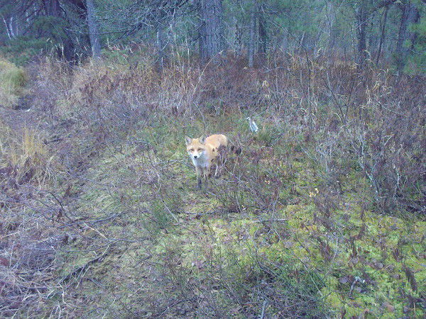 Александр Хорошилов