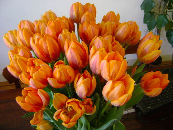 Ирина Черняева