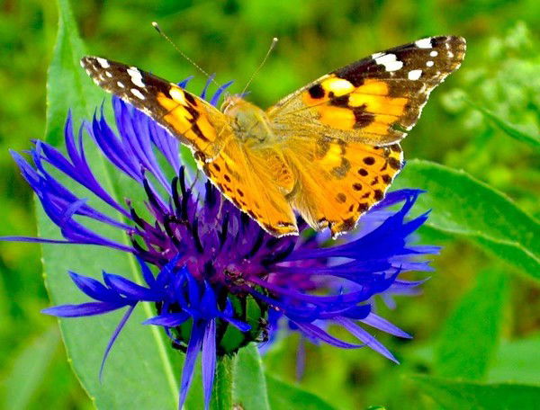 Татьяна Залуская