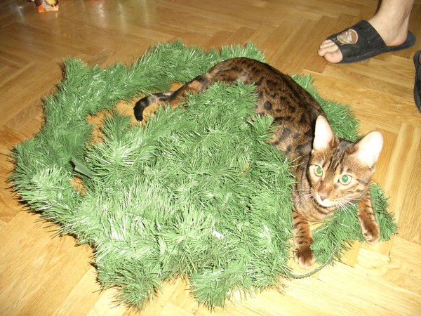 Наталия Романова