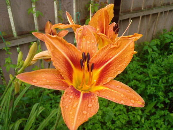 Сергей Варанкин