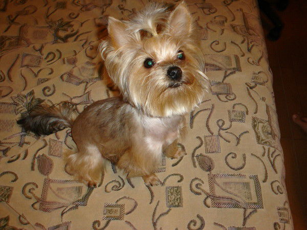 Дима Климов