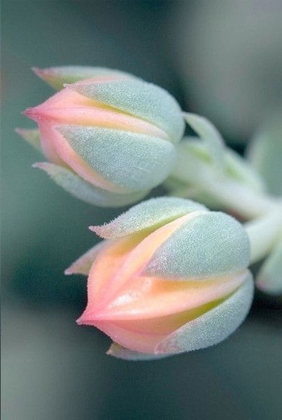 ???????????????? ????????????