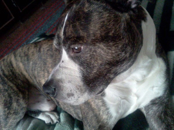 Сергей Габелюк