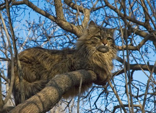 Алексей Манько