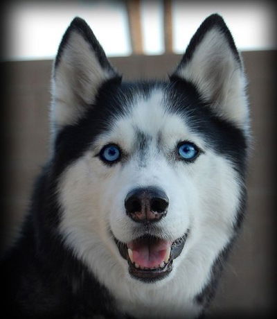 Ирина Романова