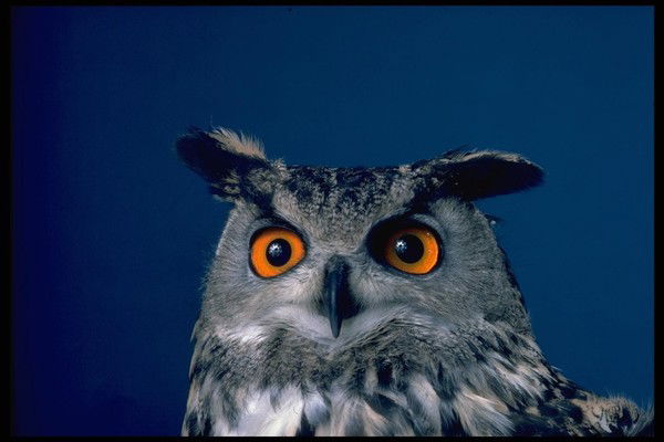 Галина Мельникова