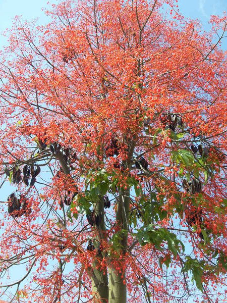 Сергей Макаров