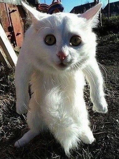 Сергей Викторович