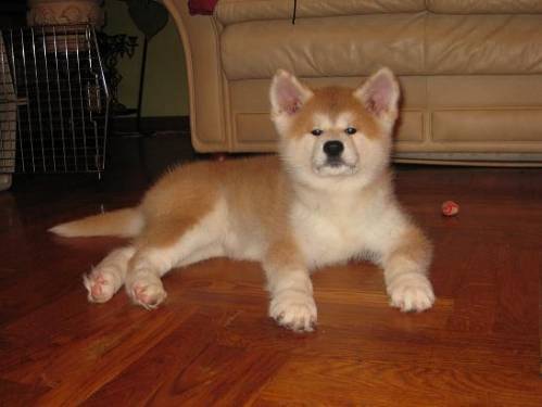 Замира Рафикова