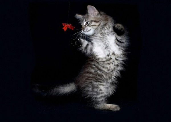 Татьяна Вшивкова