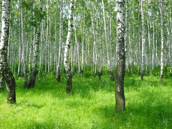 Наталья Огурцова