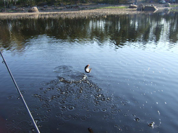 Станислав Ким